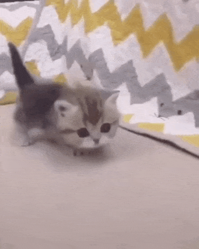 a kitten is walking on a table with a mouse in its mouth .
