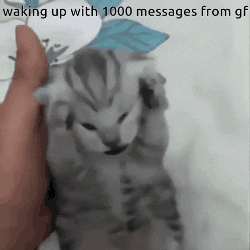 Crying Cat No Msgs Kitty Meme Screaming GIF - Crying Cat No Msgs Kitty Meme Screaming GIFs