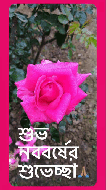 a pink rose is on a pink background with the words " শুভ নববর্ষ " on it