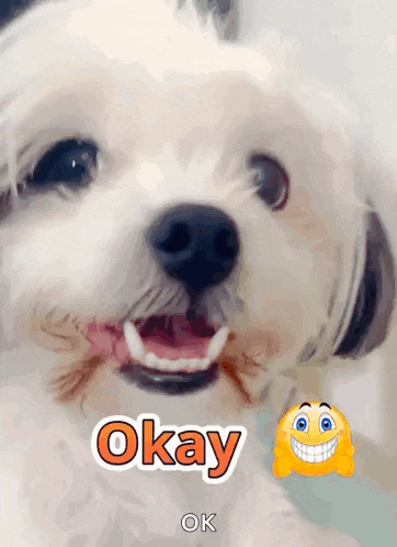 a close up of a white dog with the words okay ok on it