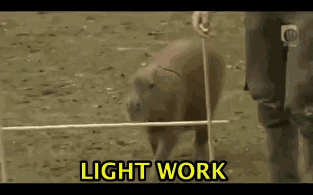 Animals With Captions Light Work GIF - Animals With Captions Light Work Capybara GIFs