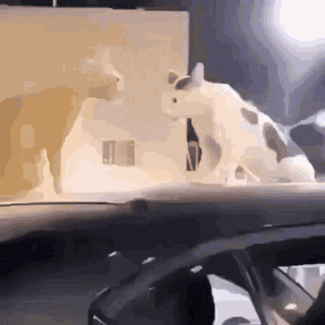 Cat Fnaf Cat GIF - Cat Fnaf Cat Cat Fighting GIFs