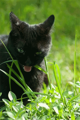 Cat Salem GIF - Cat Salem Blackcat GIFs