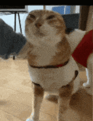 a cat wearing a white sweater and a red collar standing next to a dog