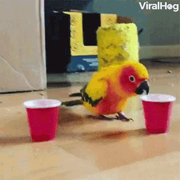 Drunk Bird Drink GIF - Drunk Bird Drink Parrot GIFs