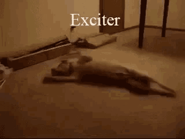 Exciter Running GIF - Exciter Running Dog GIFs