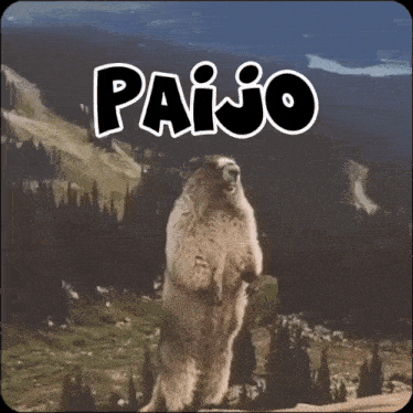 a picture of a groundhog with the word paijo written above it