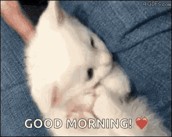 a white kitten is laying on a blue blanket with a person 's hand petting it .