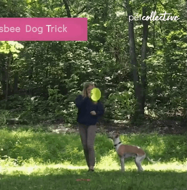 Frisbee Dog Trick Catch This GIF - Frisbee Dog Trick Frisbee Catch This GIFs