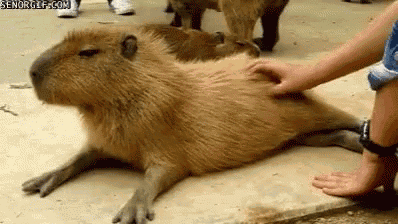 a group of capybaras are laying on the ground being petted by a person .