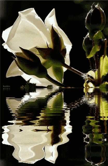 a white rose is reflected in the water and has the word keebler on the bottom right