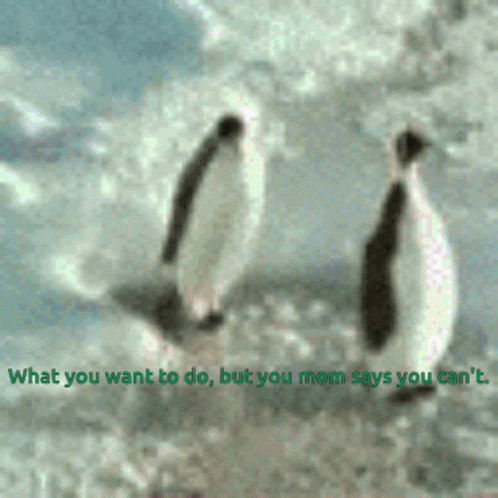 Mom Says No Penguin GIF - Mom Says No Penguin Hit Head GIFs