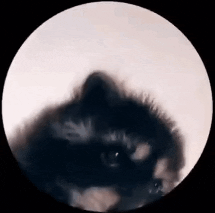 a close up of a cat 's face in a circle on a white background .