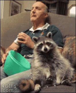 a man is sitting on a couch with a raccoon sitting on his lap .