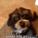 What The Hell Is That Im Out GIF - What The Hell Is That Im Out So Confused Dog GIFs