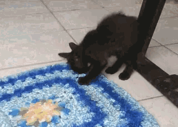 Cut Cat GIF - Cut Cat GIFs