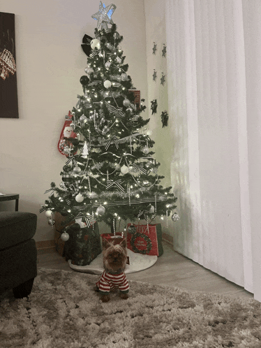 a small dog in front of a christmas tree with a bag that says merry christmas on it
