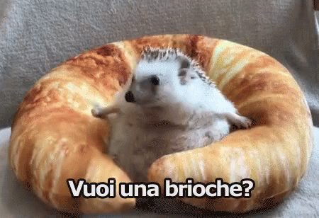 Vuoi Una Brioche Cornetto Riccio Porcospino Divertente GIF - Do You Want A Croissant Hedgehog Funny GIFs