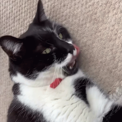 Judgy Ozzie Cat GIF - Judgy Ozzie Cat GIFs