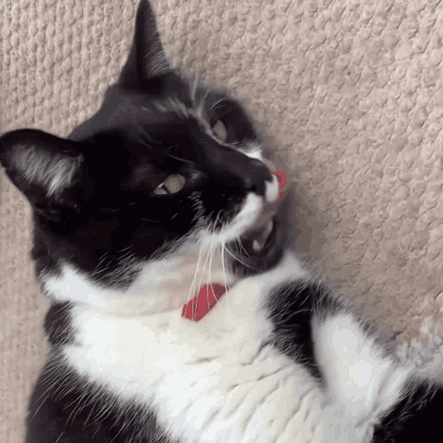 a black and white cat wearing a red collar