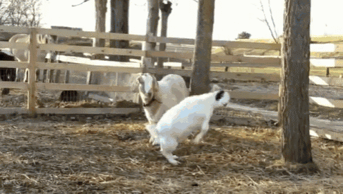 I Claim This Human In The Name Of Goat GIF - Goat Omg Shocked GIFs