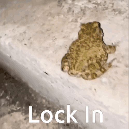 Lock In Frog GIF