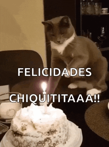 a cat is sitting in front of a birthday cake with a lit candle