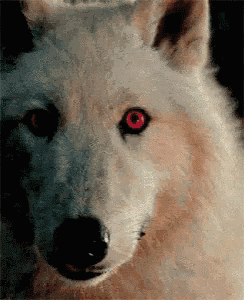 a close up of a white wolf with red eyes looking at the camera