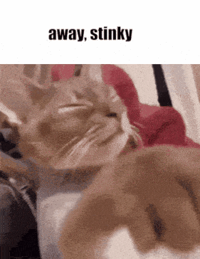 a cat laying on a bed with the words away stinky below it