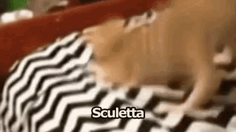 a dog is laying on a black and white blanket on a bed .