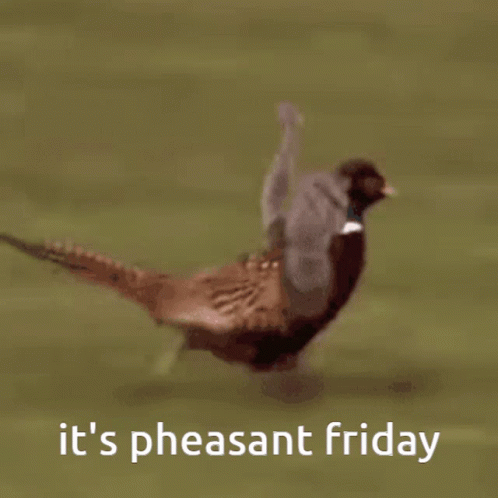 Friday Pheasant GIF - Friday Pheasant Its Friday GIFs