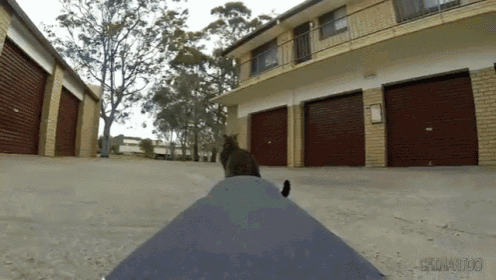 This Cat Is A Better Skateboarder Than I Could Ever Hope To Be.  GIF - Cat Skateboard Skills GIFs