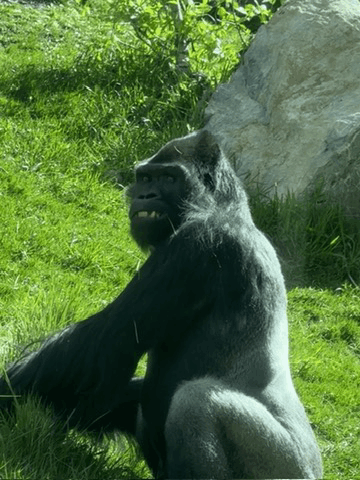 Gorilla Sure GIF - Gorilla Sure Okay GIFs