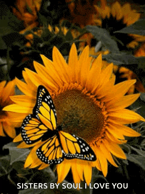 a butterfly sits on top of a sunflower with the words sisters by soul i love you below it