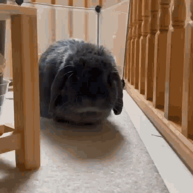 Bunny Rabbit GIF - Bunny Rabbit Lop GIFs