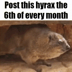 a picture of a hyrax that says post this hyrax the 6th of every month .