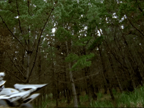 a person is riding a motorcycle in the woods with trees in the background