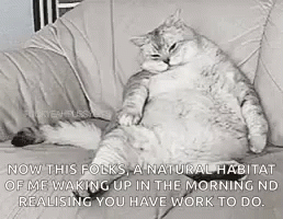 Lazy Fat GIF - Lazy Fat Cat GIFs