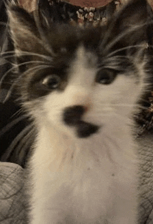 a close up of a black and white kitten with a mustache looking at the camera .