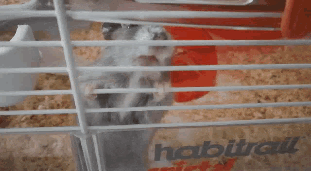 Cute Hamster GIF - Cute Hamster GIFs