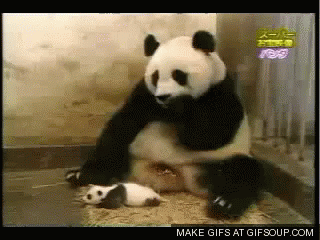 Panda Astros GIF - Panda Astros GIFs