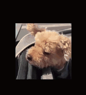 a woman is holding a small dog in her arms