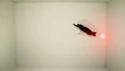 Cat Laser GIF - Cat Laser Chase GIFs