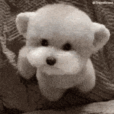 a small white dog is sitting on a couch looking at the camera .