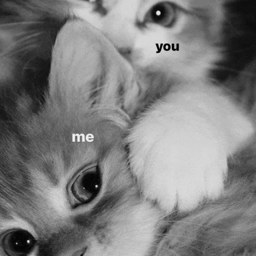 a black and white photo of two kittens laying next to each other with the words me and you visible