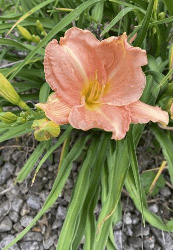 a pink flower with a yellow center and green leaves