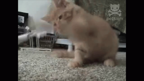 Cat Slaps The Crap Out Of An Electric Toothbrush GIF - Cute Cat Toothbrush GIFs