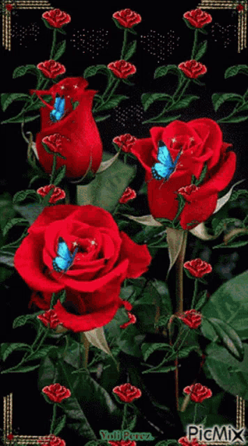 a bunch of red roses with blue butterflies on them and the words picmix at the bottom