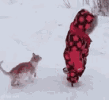 a child in a red jacket is walking in the snow with a cat .