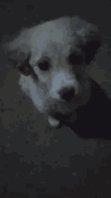 a small white dog is looking at the camera with a dark background .